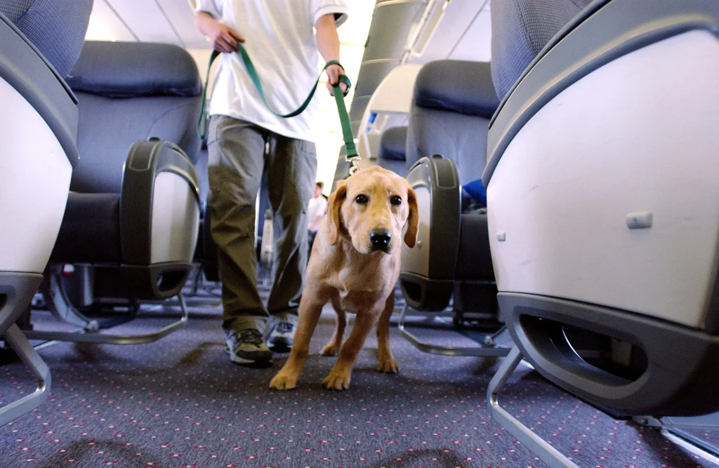 Quy định mang động vật phục vụ trên chuyến bay STARLUX Airlines